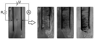 Consecutive snapshots of the sample illustrating the formation of nanotube chains. The distance between electrodes is 1 cm, applied voltage is 400 V, and the series resistor is <i>100 MOhm.</i> Panel a demonstrates the photograph of the ER fluid before the voltage is applied and the schematic of the experimental setup. The following photographs are taken after 45, 90, and 1500 seconds of interaction with the electric field. <i>Scientific Reports</i>, 5, article number 8323, doi 10.1038/srep08323. Image reprinted with the permission of the authors.