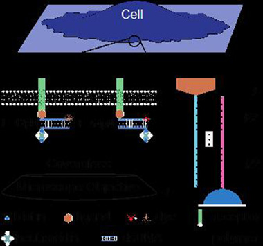 Cells cultured on this surface are presented with two types of tension gauge tethers (TGT) simultaneously. Each type of TGT is also labeled with a dye, on the top strand, and anchored to the surface through a biotin -- neutravidin linkage. Inset shows the DNA coordinates used in the shear force derivation.
Credit

M. Roeinpeikar/University of Illinois at Urbana-Champaign
