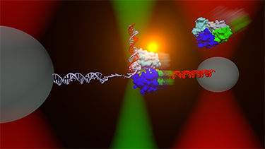 The DNA repair helicase UvrD can exist in an â€œopenâ€ (green, blue, cyan, and gray colored protein, upper right) or â€œclosedâ€ (middle) conformation. An instrument combining optical traps (red cones) and a single-molecule fluorescence microscope (green) is used to measure directly the relationship between these two structural states and their respective functions on DNA. Image by Matt Comstock, University of Illinois at Urbana-Champaign