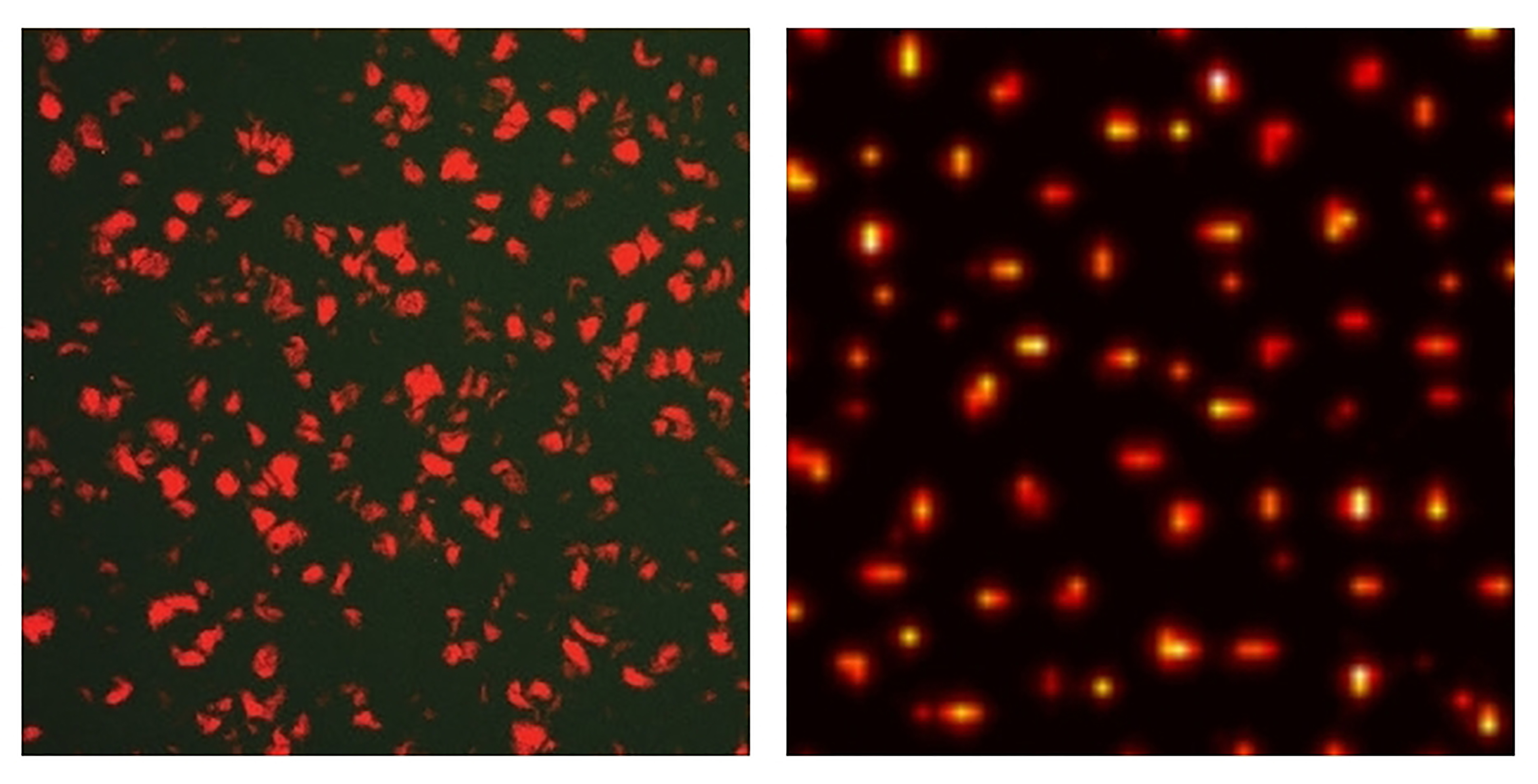 Left: Representative fluorescent image of a stochastic Turing pattern of signalling molecules in a biofilm of forward-engineered &lt;em&gt;E. coli&lt;/em&gt; cells.  The field of view is about 300 microns across.  Right: Computer simulation of a stochastic Turing pattern with parameters corresponding to the experimental conditions. The simulation region is smaller than that of the experiment, but the statistical properties of the patterns are in agreement with those of the experiment. Credit: D. Karig, K. M. Martini, T. Lu, N. DeLateur, N. Goldenfeld, R. Weiss.