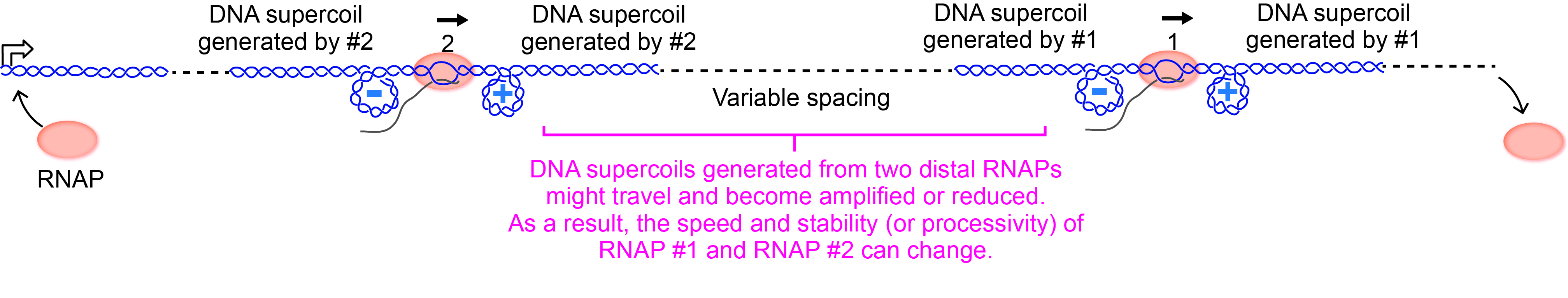 A model representing the effect of DNA supercoiling on the long-distance interactions between RNAPs. Image adapted from Sangjin Kim, Bruno Beltran, Irnov Irnov, Christine Jacobs-Wagner, 'Long-Distance Cooperative and Antagonistic RNA Polymerase Dynamics via DNA Supercoiling,' Cell, September 19, 2019.