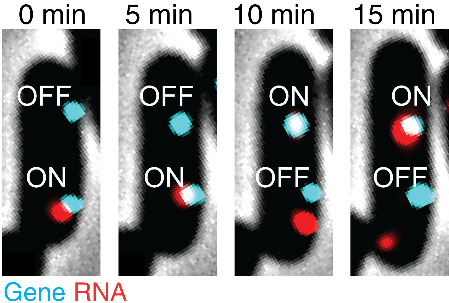 An individual <em>E. coli</em> bacterium is followed over time under the microscope. Two identical chromosomal copies of a single gene are labeled in cyan. The transcriptional activity of each copy is identified by the presence of RNA (red) at the gene. Image adapted from Mengyu Wang, Jing Zhang, Heng Xu, and Ido Golding, 'Measuring transcription at a single gene copy reveals hidden drivers of bacterial individuality,' Nature Microbiology, September 16, 2019.