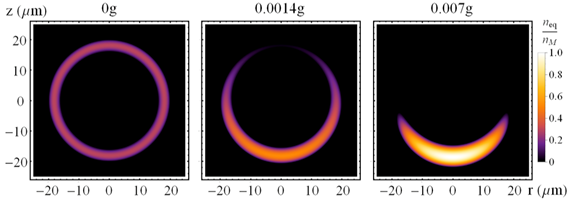 Numerical simulations showing density profiles of a rubidium-87 condensate shell under different gravitational strengths. With no gravity, the shell is perfectly spherical (left). Notice the contact lens shape at 0.7% the strength of gravity (right). Credit: Karmela Padavic-Callaghan, Illinois Physics