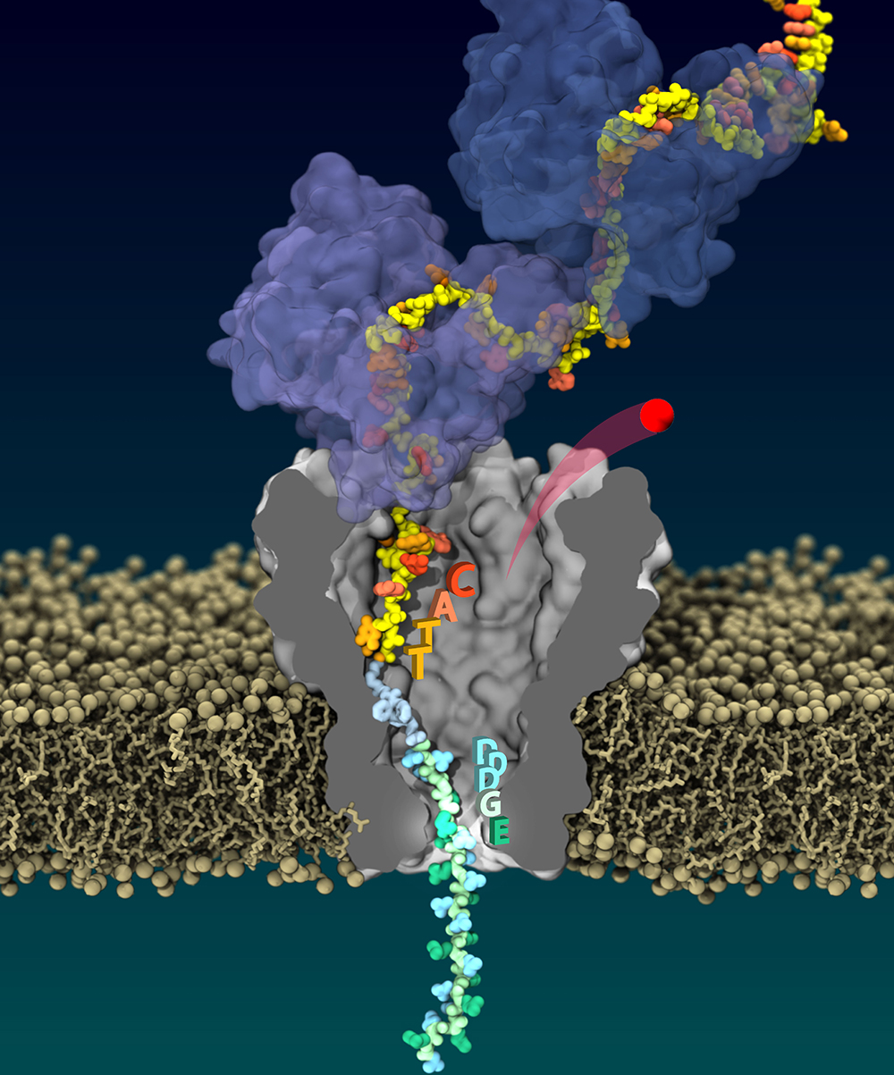 A simulation of a high-fidelity reading of single-protein, made by pulling the same protein through the nanopore multiple times. Image by Jingqian Liu, Aksimentiev Research Group, University of Illinois Urbana-Champaign.