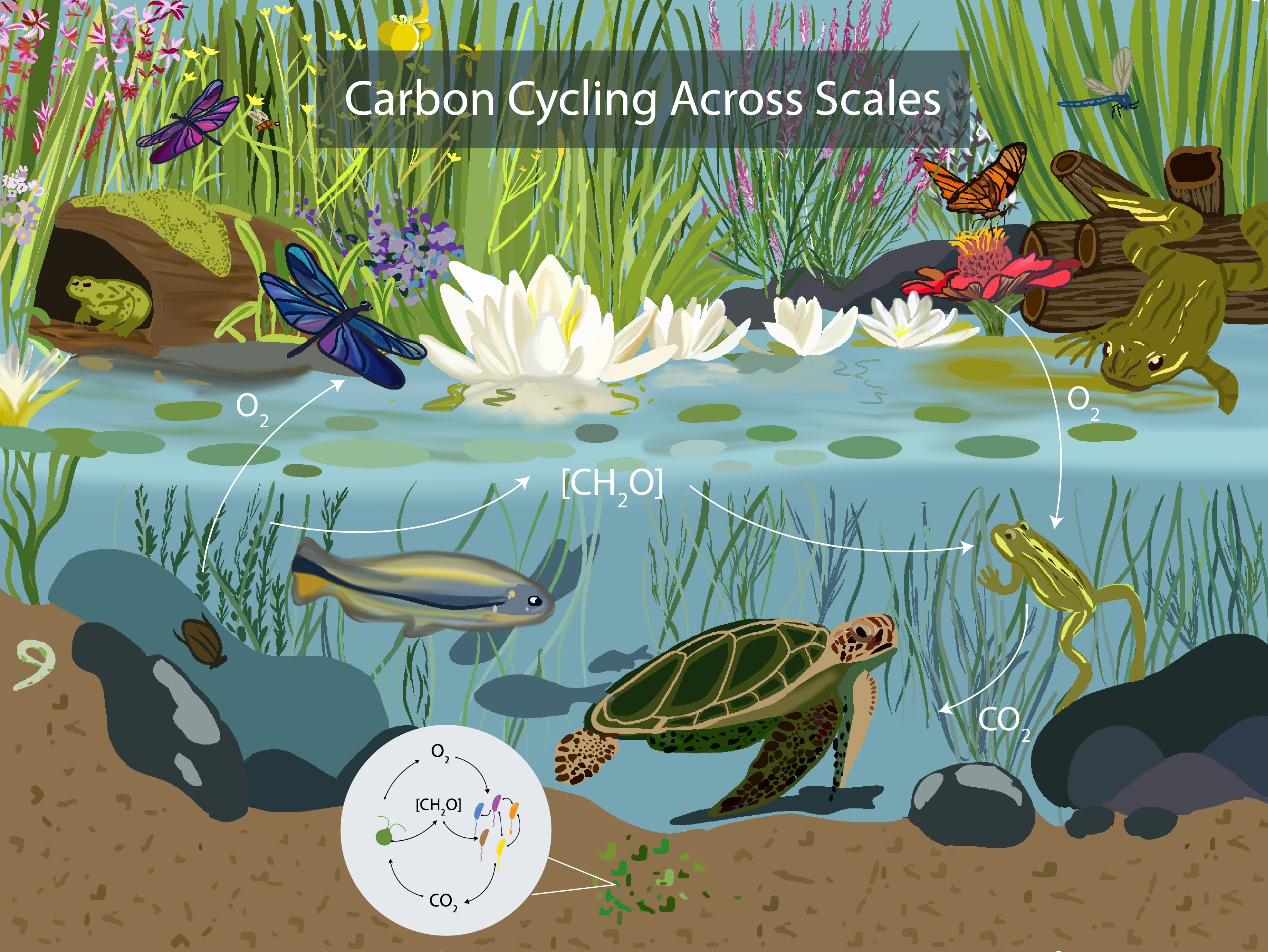 Illustration of a carbon cycle by Yasmine Steele